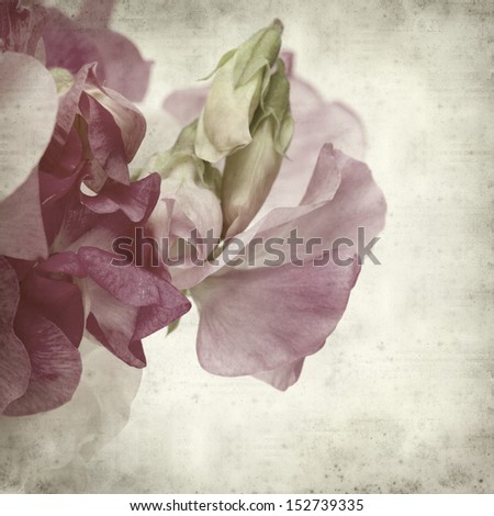 textured old paper background with sweet pea flowers