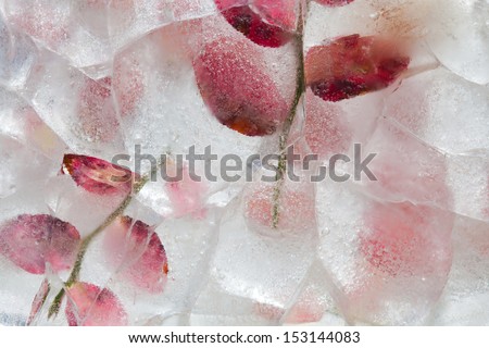 icy plants - flora frozen into ice, autumn changing into winter concept