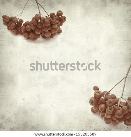 textured old paper background with ash berries cluster