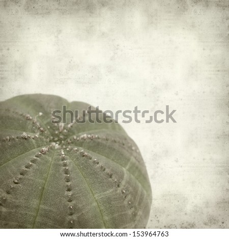 textured old paper background with small smooth cactus