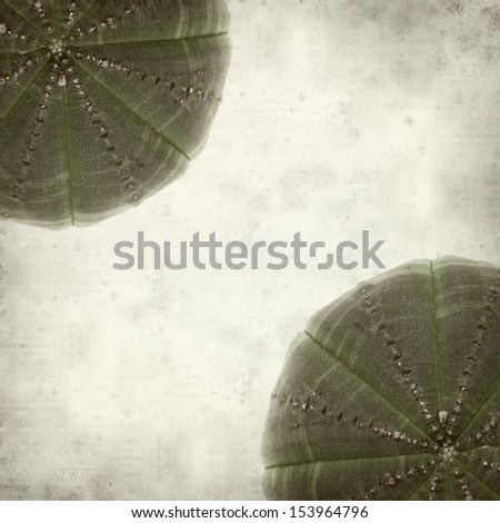 textured old paper background with small smooth cactus