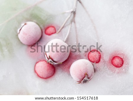 ice plants - hawthorn branches with berries frozen into ice, change of seasons concept