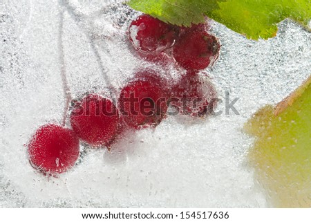 ice plants - hawthorn branches with berries frozen into ice, change of seasons concept