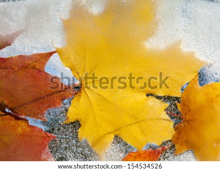 ice plants - autumnal maple leaves frozen into ice, change of seasons concept