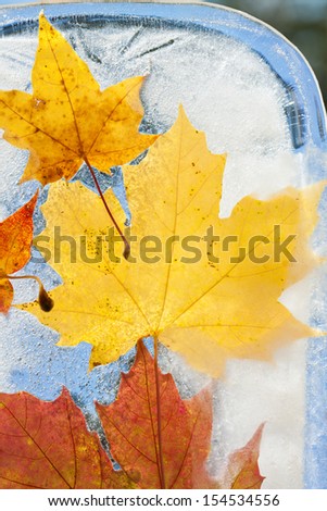 ice plants - autumnal maple leaves frozen into ice, change of seasons concept