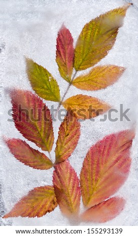 icy plants - bright autumnal plants frozen into icem change of seasons concept