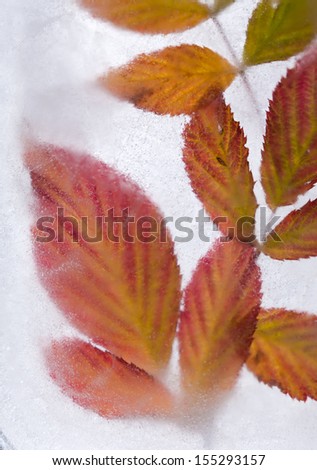 icy plants - bright autumnal plants frozen into icem change of seasons concept