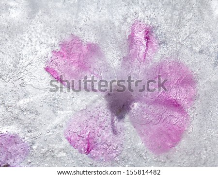 icy plants - bright autumnal plants frozen into ice, change of seasons concept