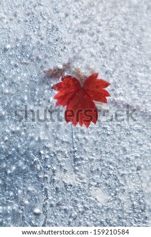 frozen plants - wild strawberry seekers frozen into ice, change of seasons concept