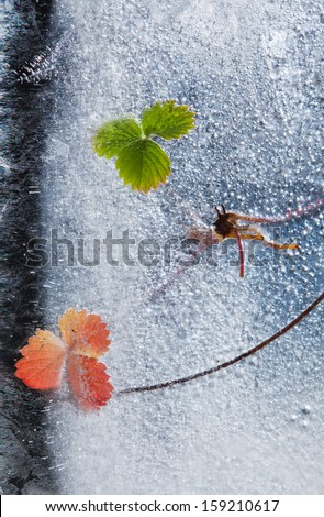 frozen plants - wild strawberry seekers frozen into ice, change of seasons concept