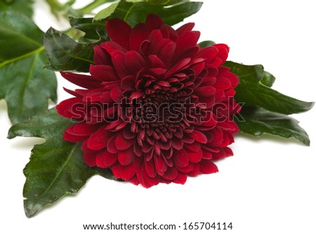 dark red chrysanthemum isolated on white