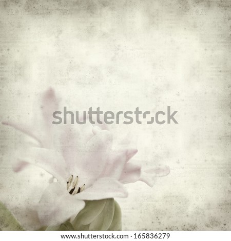 textured old paper background with opening hyacinth;