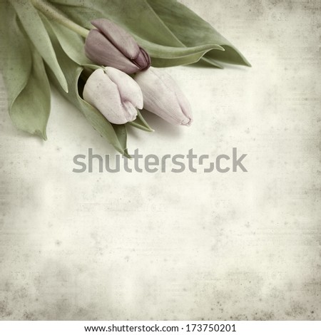 textured old paper background with lilac tulip