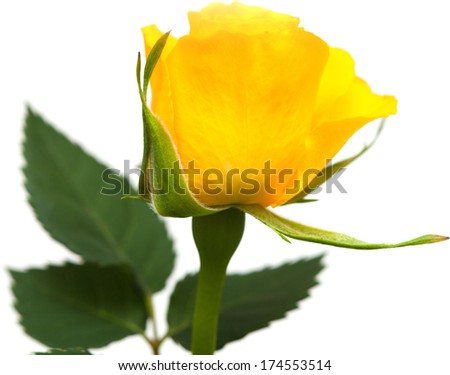 yellow mini-rose isolated on white