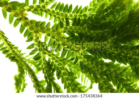 Selaginella, florist tropical moss isolated on white background
