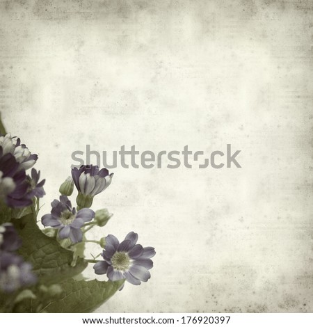 textured old paper background with blue florists cineraria