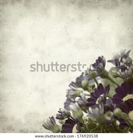 textured old paper background with blue florists cineraria