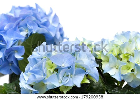 blue hydrangea isolated on white