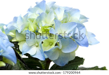 blue hydrangea isolated on white