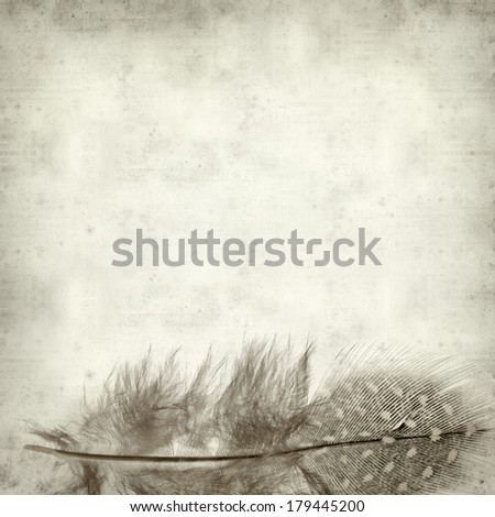textured old paper background with Guineafowl feather
