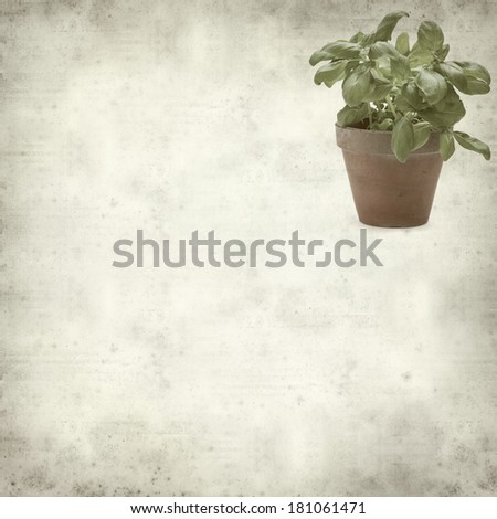 textured old paper background with sweet basil plant