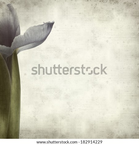 textured old paper background with purple iris flower