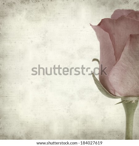 textured old paper background with pink rose flower
