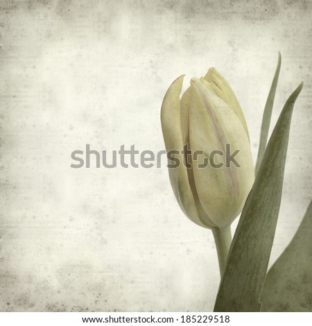 textured old paper background with tulip