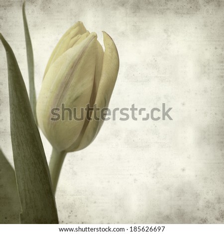 textured old paper background with tulip