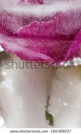 icy plants - flowers frozen into ice