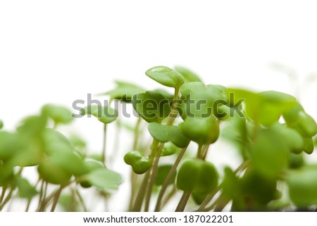 growing food - rocket salad seedlings