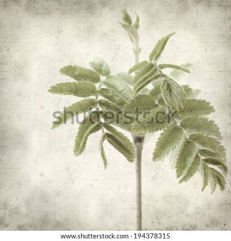 textured old paper background with young rowan leaves