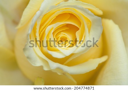 pale yellow rose natural background