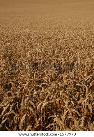 ripe wheat field, vertical format