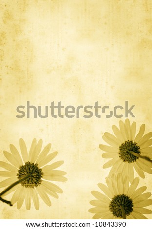 old paper background with ox daisy flowers \