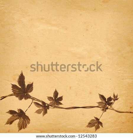 old paper background with twined hops vine 