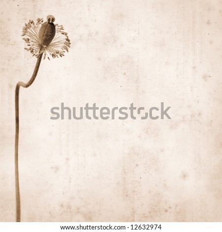 old paper background with poppy seed capsule 