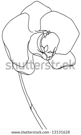 black and white orchid drawing. orchid hand drawing with