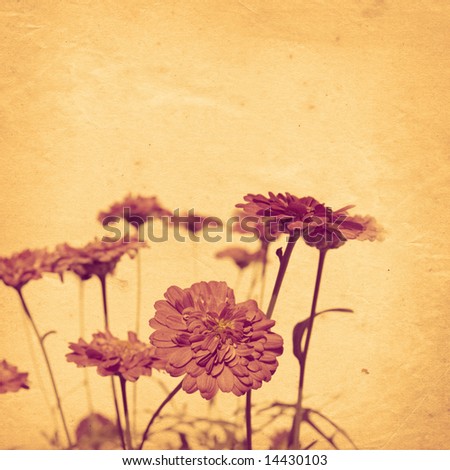 old paper background with marguerite  \