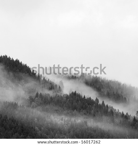 dark conifer forests, mist