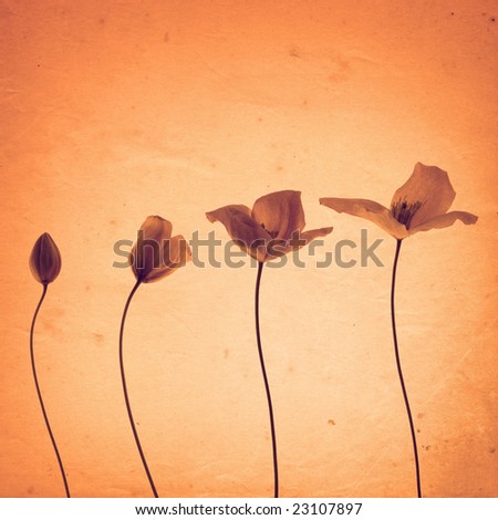 old paper background with opening clematis,