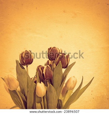 old paper background with tulip bunch