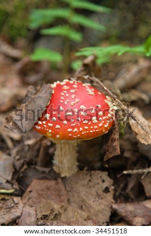 fly agaric pushing through dead leaves