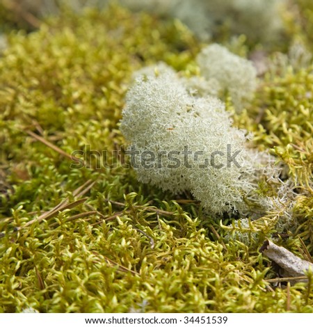 Clump Moss