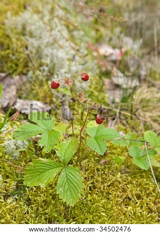 Fragaria vesca, Woodland Strawberry, aka Wild Strawberry, European Strawberry, Alpine Strawberry