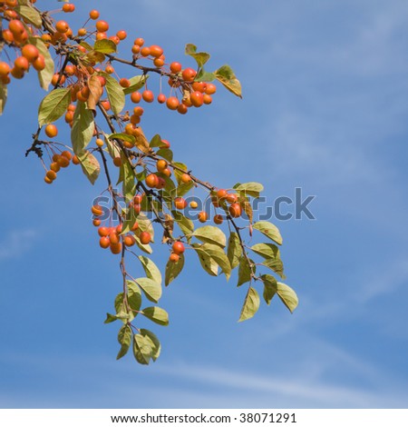 Malus prunifolia, pear-leaf craapple, plum-leaf crabapple, Chinese apple ,Chinese crabapple