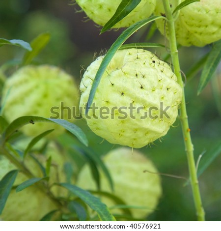 Asclepias fruticosa fruits.jpg 	Asclepias fruticosa,  Gomphocarpus fruticosus (swan plant, African milkweed)
