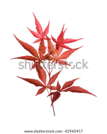 japanese maple branch