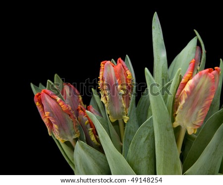 bunch of  yellow and red parrot tulips isolated on black