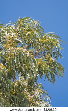 flowering Eucalyptus branches against blue sky